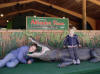 Alligator Farm 2007